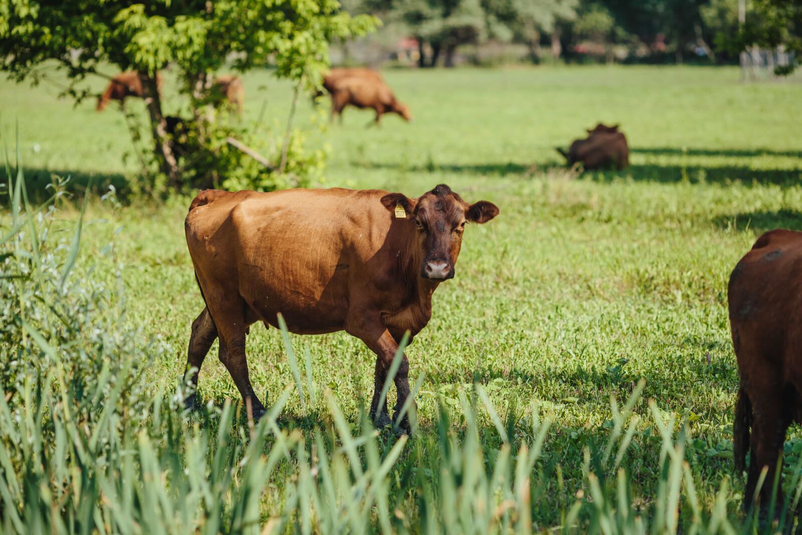 Canon EF 135mm F2L USM sample photo. Bovine, bull, calf, cattle photography