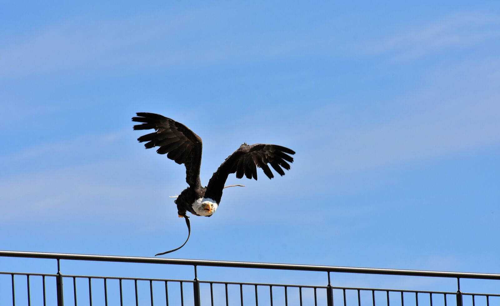 Nikon D7200 sample photo. Adler, bald eagle, flying photography