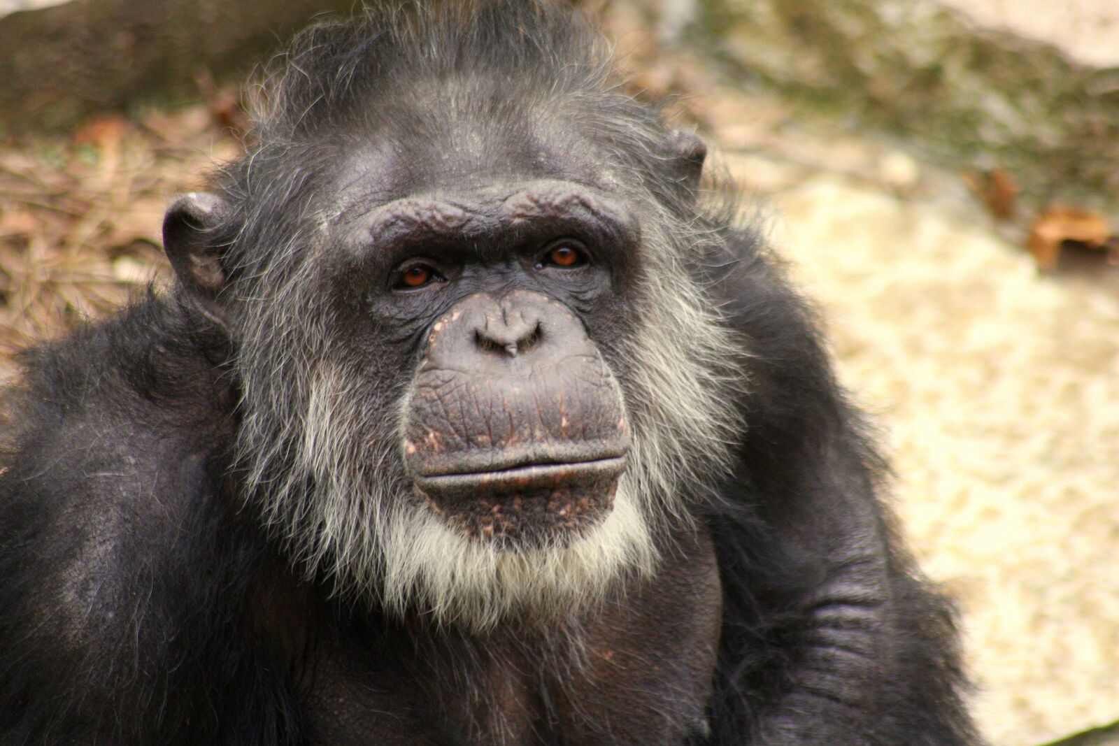 Canon EOS 40D sample photo. Chimp, face, old photography