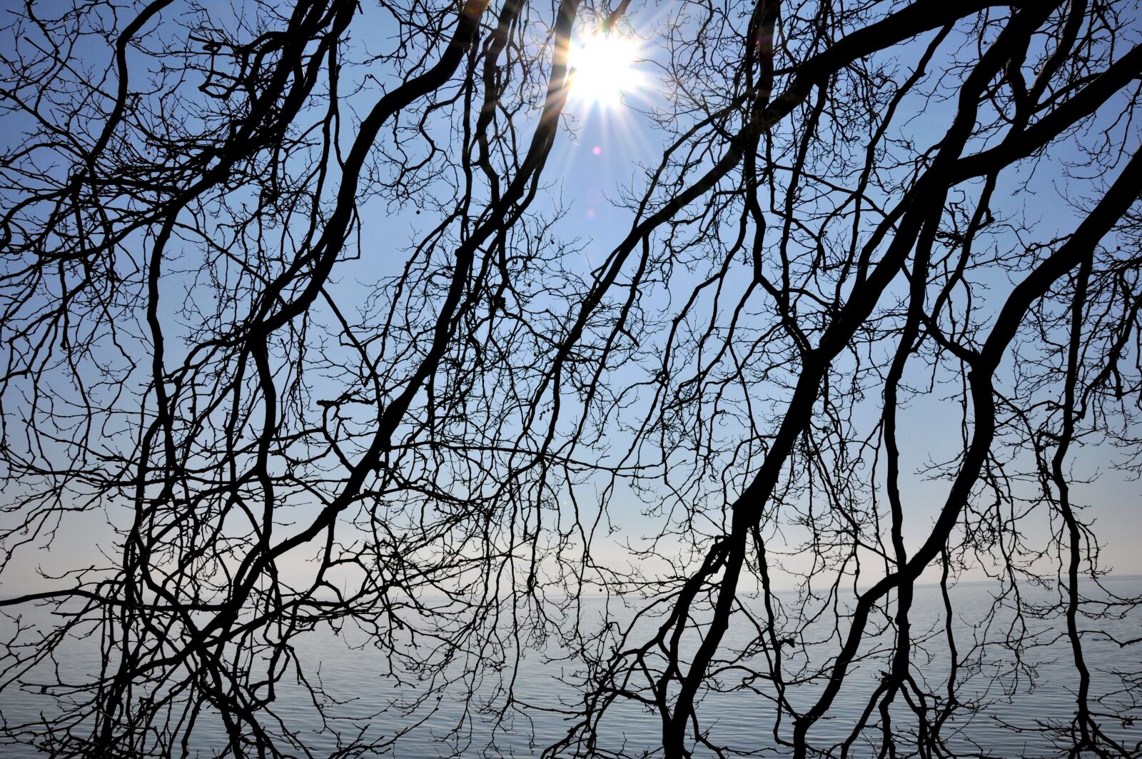 Nikon D90 sample photo. Branches, water, sun photography