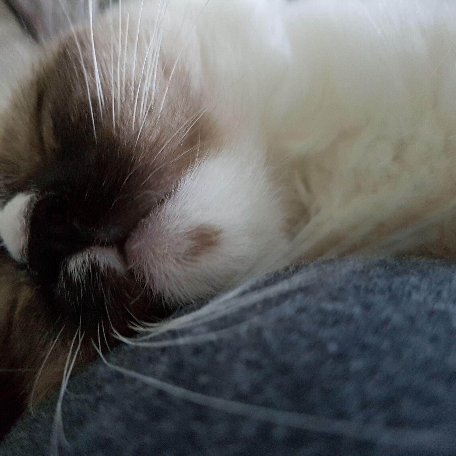 Samsung SM-G930F sample photo. Ragdoll, kitten, katze photography