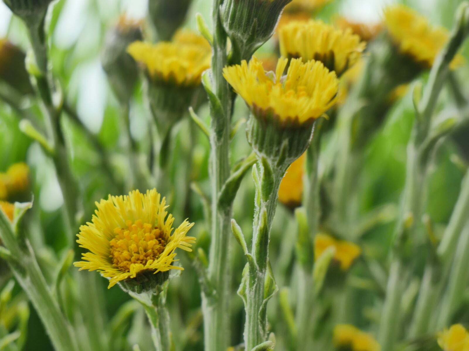 Panasonic Lumix DMC-GH4 sample photo. Flower, plant, nature photography