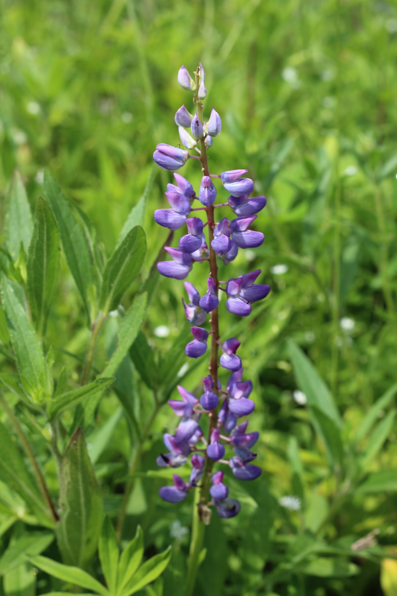 Canon EOS 1200D (EOS Rebel T5 / EOS Kiss X70 / EOS Hi) sample photo. Lupine, purple, flower photography