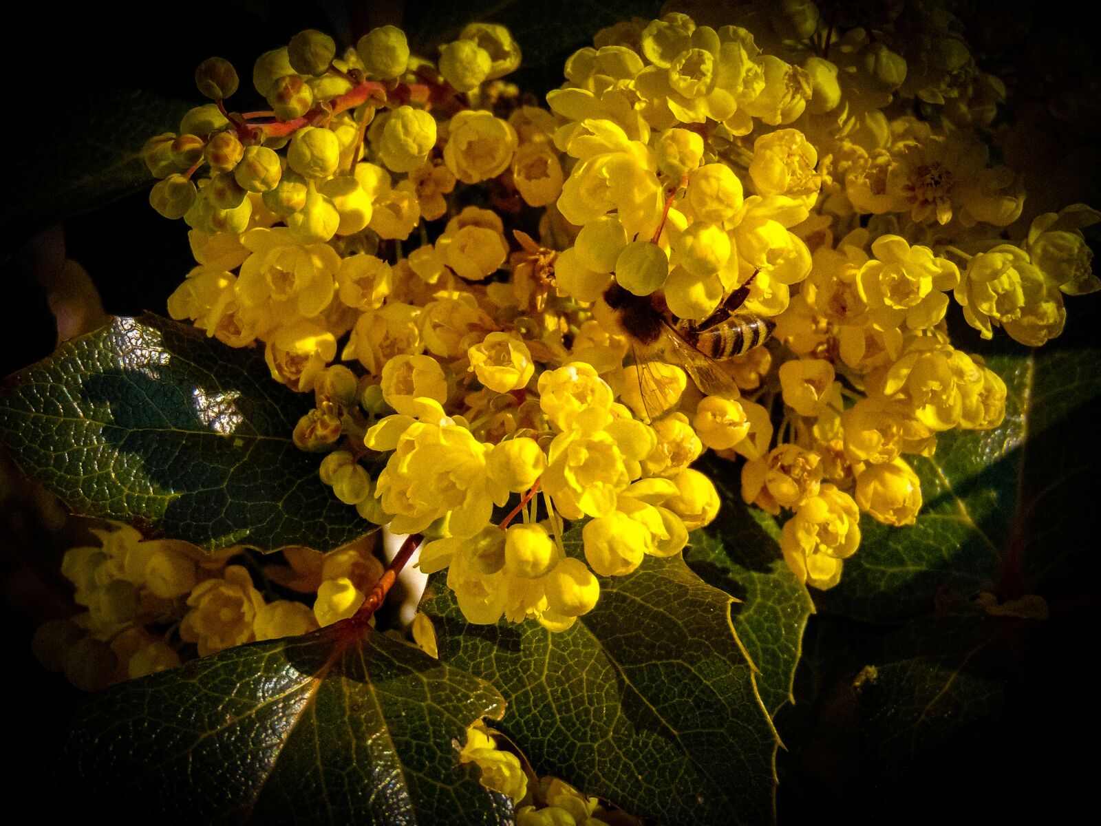 Sony Cyber-shot DSC-H300 sample photo. Year-2020, moss, flower photography