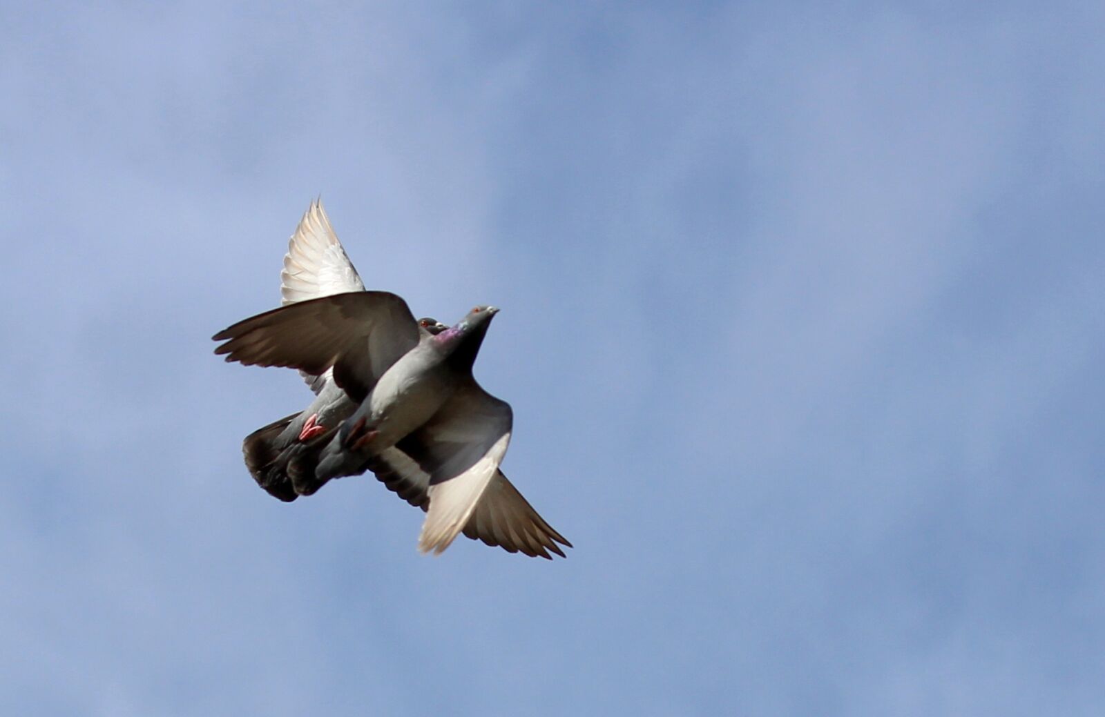 Canon EOS 700D (EOS Rebel T5i / EOS Kiss X7i) sample photo. Pigeons, flight, synchronously photography