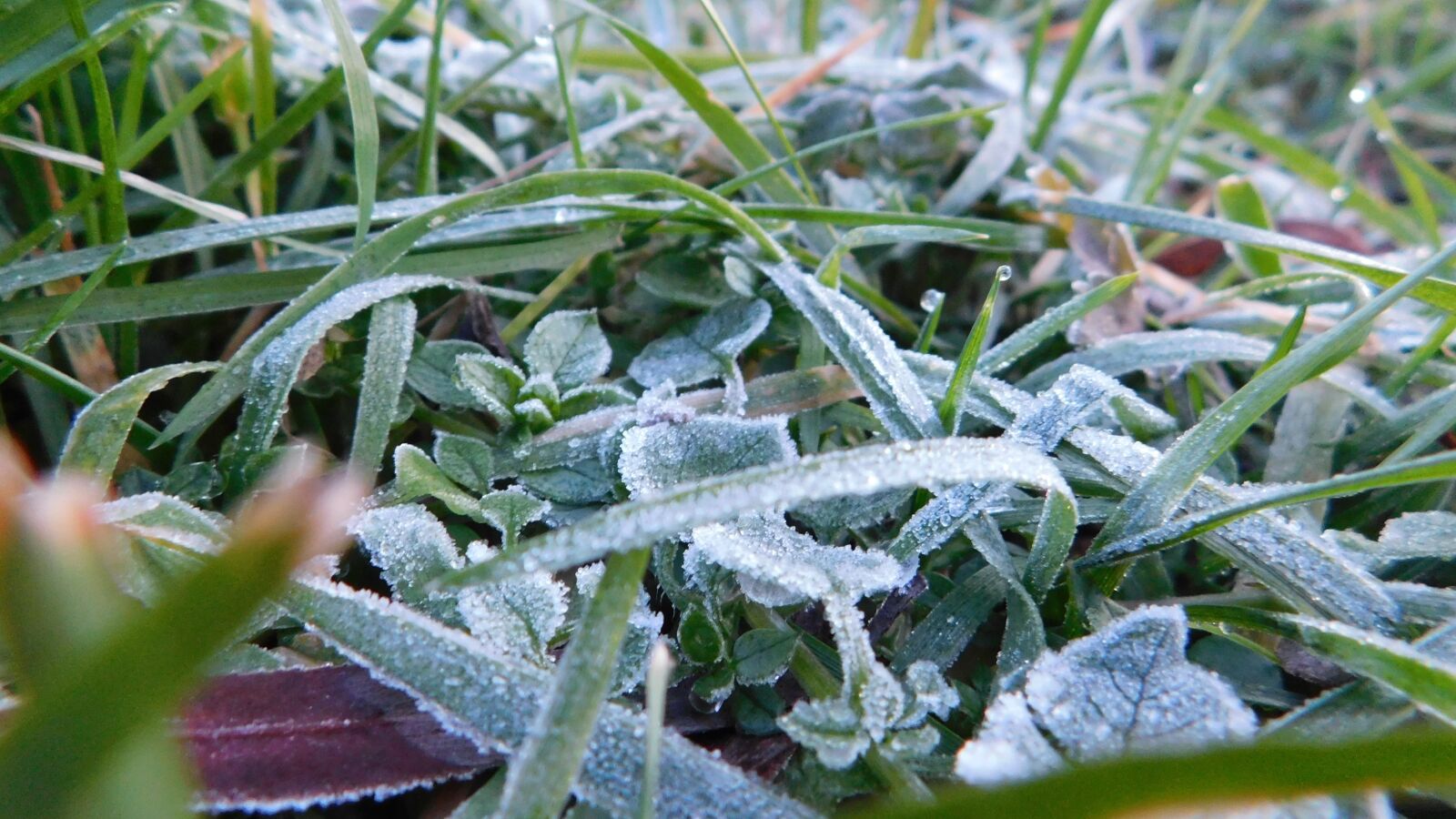 Nikon Coolpix B500 sample photo. Winter, rime, nature photography