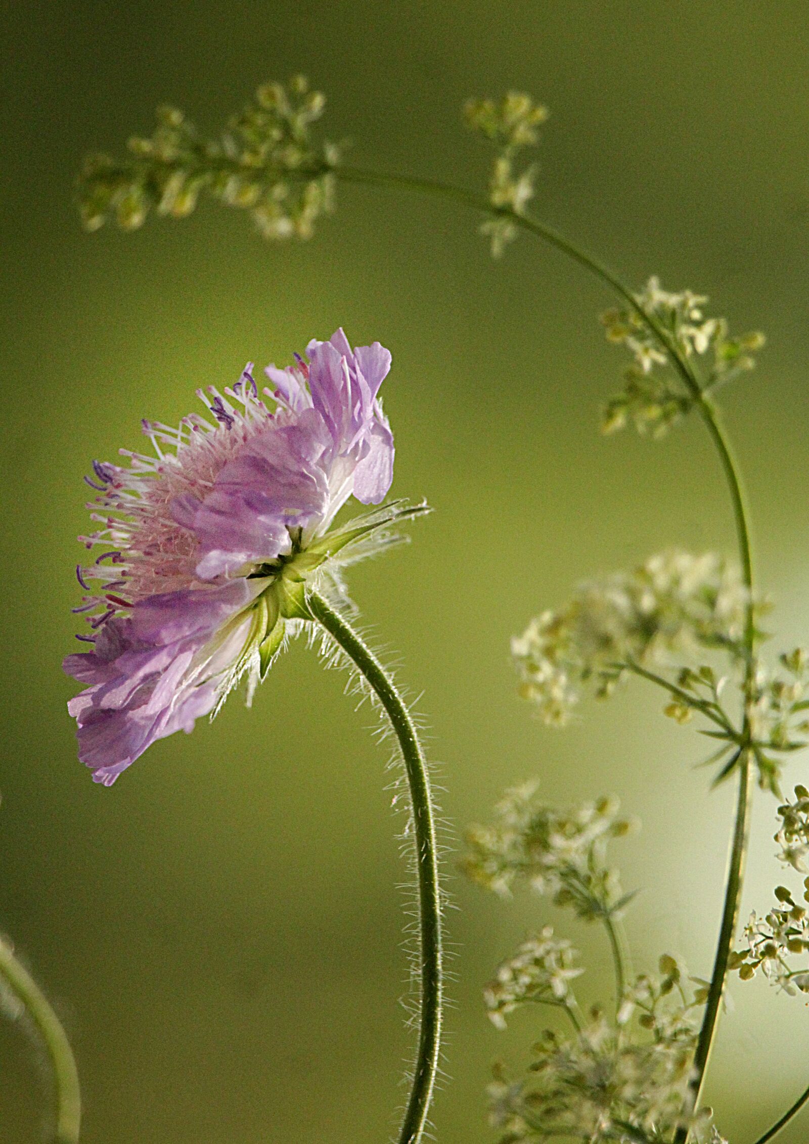 Canon EOS 1200D (EOS Rebel T5 / EOS Kiss X70 / EOS Hi) sample photo. Flower, herbs, meadow photography