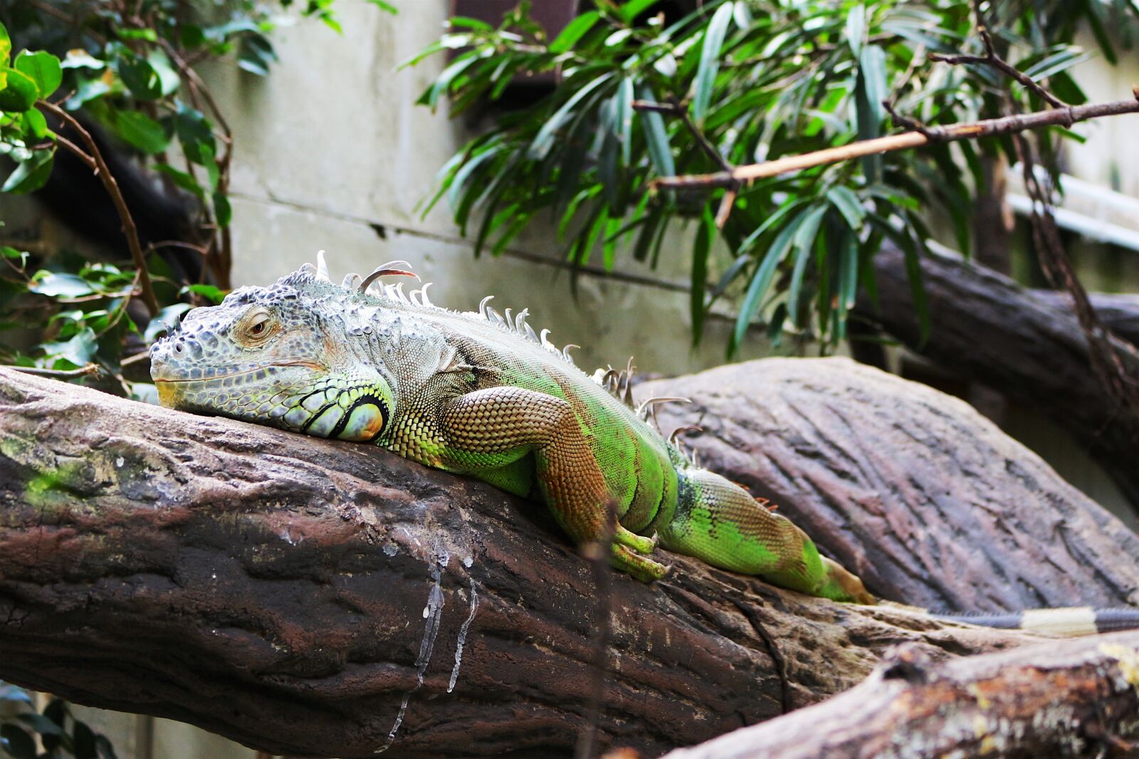 Canon EOS 700D (EOS Rebel T5i / EOS Kiss X7i) sample photo. Reptile, animal, tropical photography
