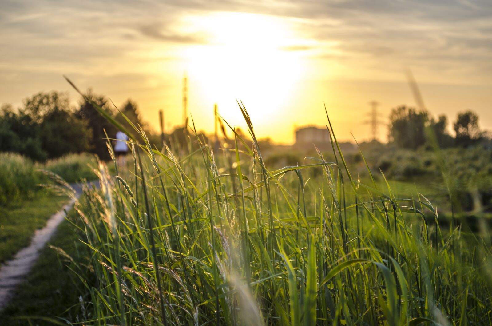 Nikon D5100 sample photo. Grass, sunset, evening photography