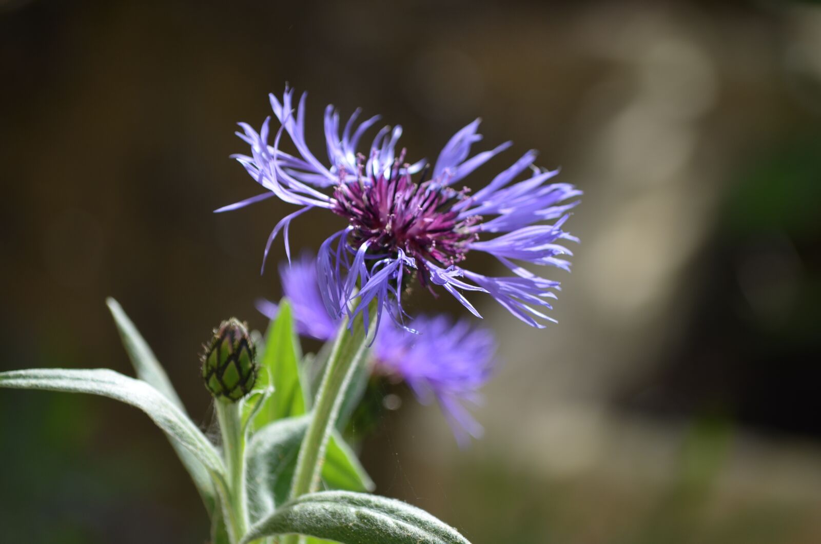 Nikon D5100 sample photo. Cornflower, flower, nature photography
