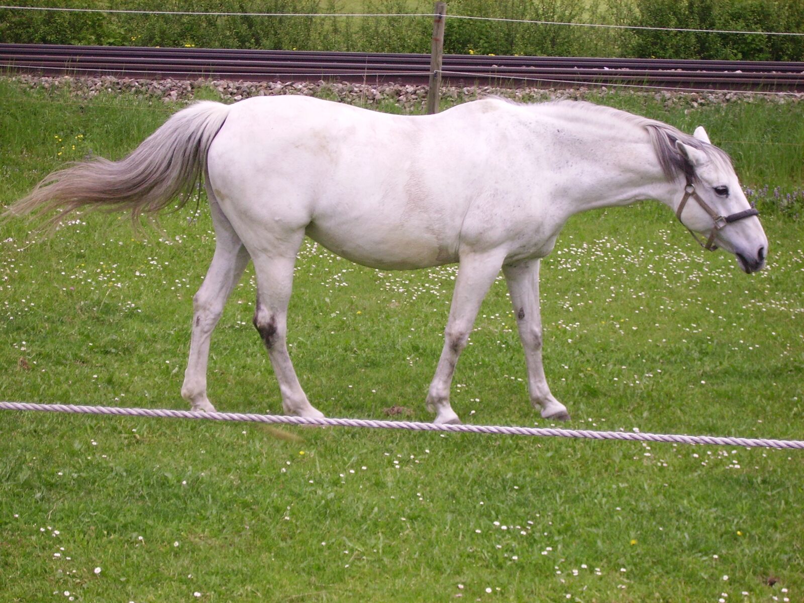 Acer CE-5330 sample photo. Tightrope, horse, mold photography