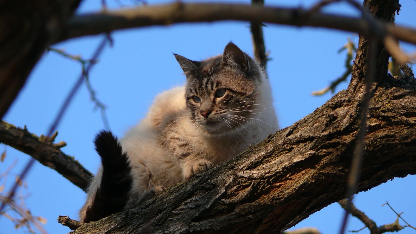 Panasonic DMC-FZ50 sample photo. Cat, animal, feline photography