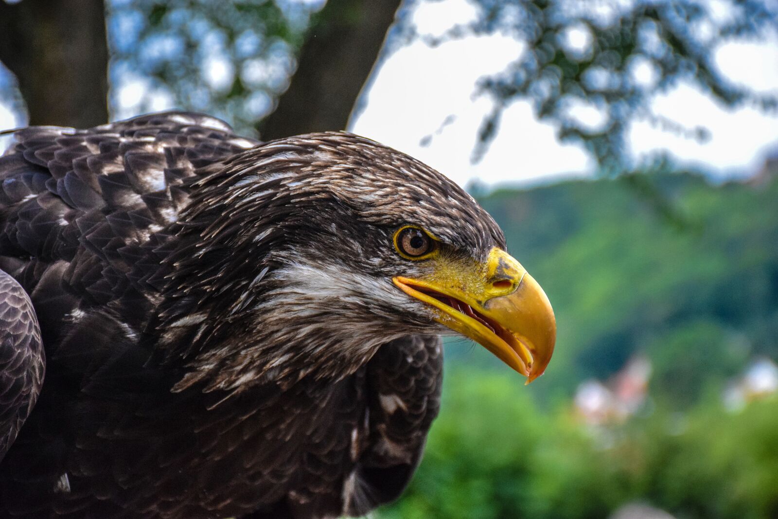 Nikon D5300 sample photo. Adler, bird of prey photography