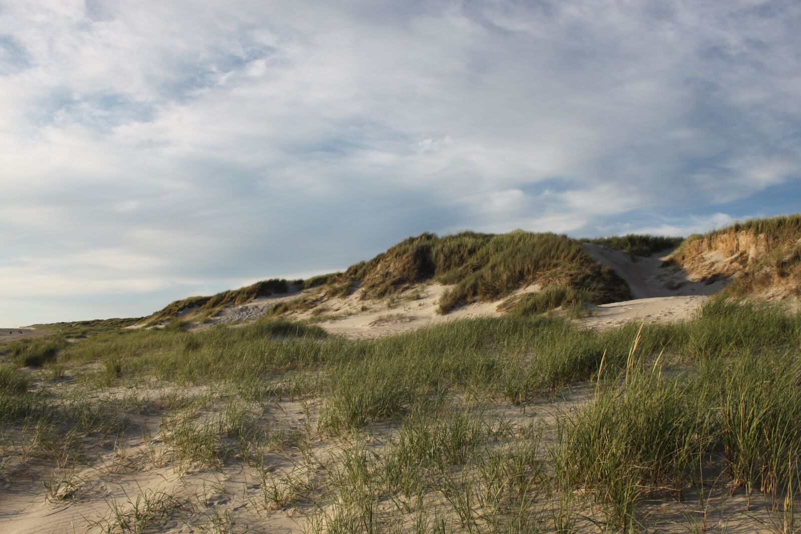 Canon EOS 500D (EOS Rebel T1i / EOS Kiss X3) sample photo. Dune, sand, natural photography