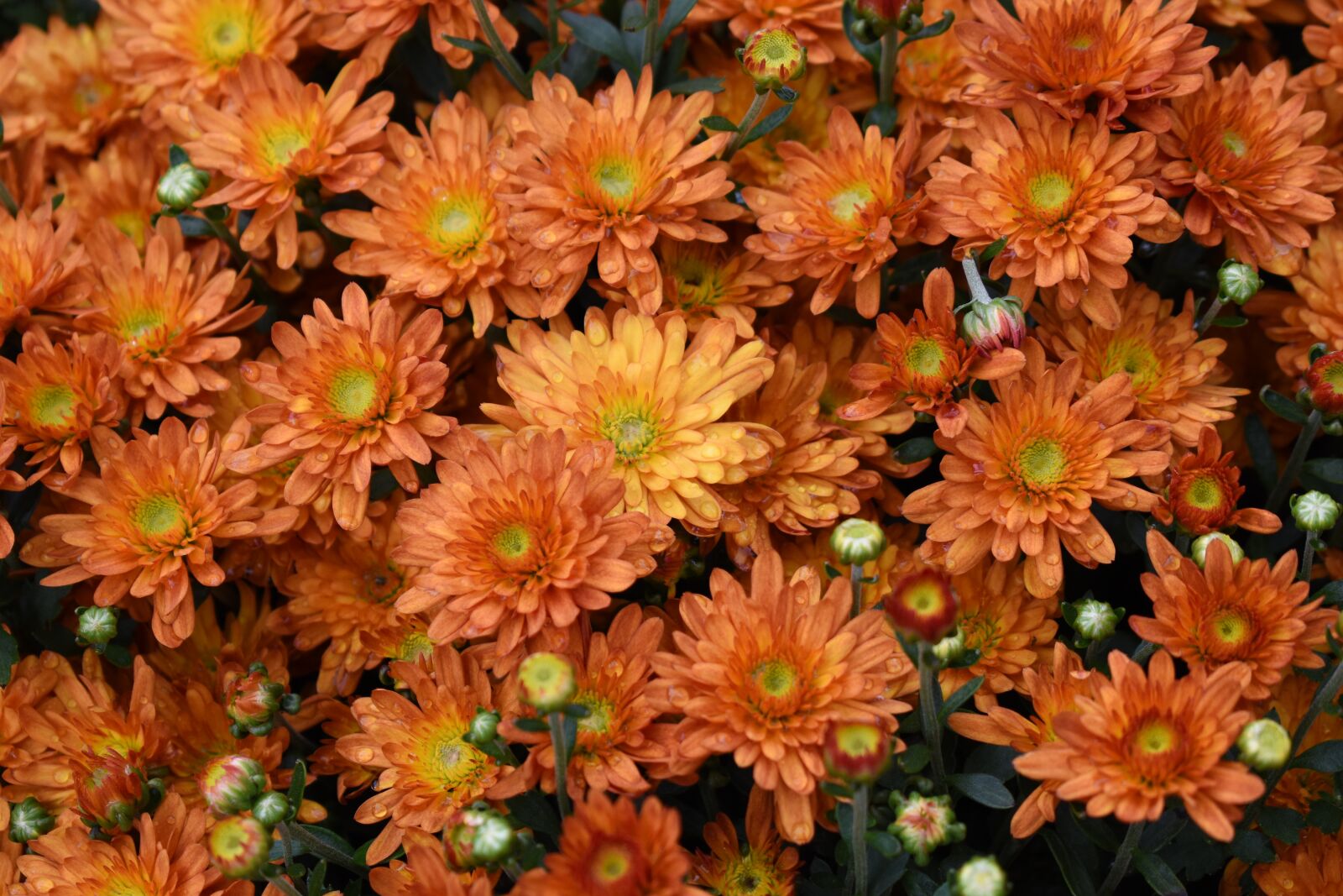 Nikon D5500 sample photo. Mums, flowers, orange photography