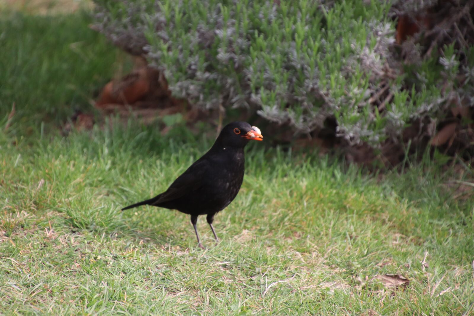 Canon EOS 800D (EOS Rebel T7i / EOS Kiss X9i) sample photo. Merle black, birds, spring photography