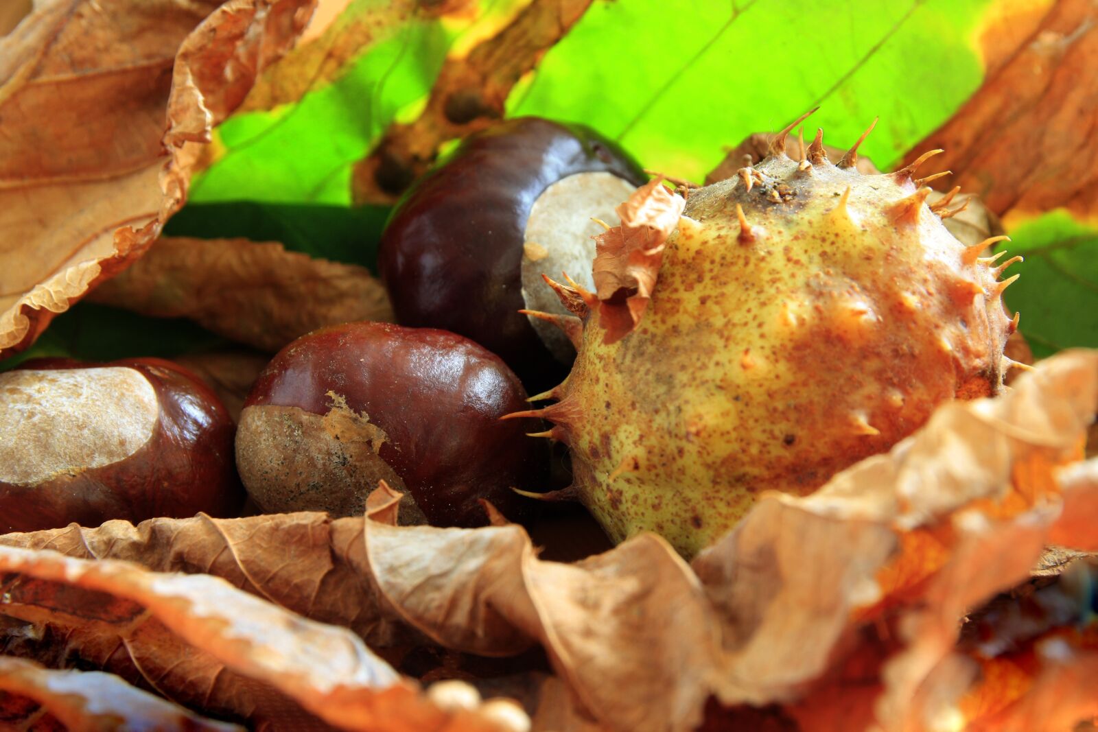 Canon EOS 1000D (EOS Digital Rebel XS / EOS Kiss F) sample photo. Chestnut, buckeye, shell photography