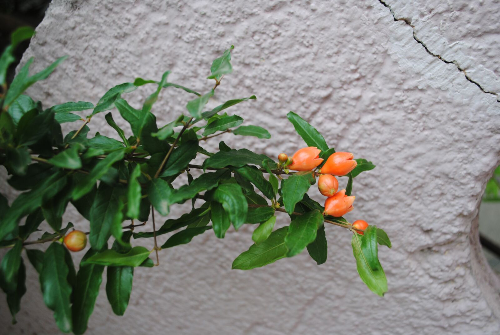 Nikon D3000 sample photo. Creeper, orange flower, bloom photography