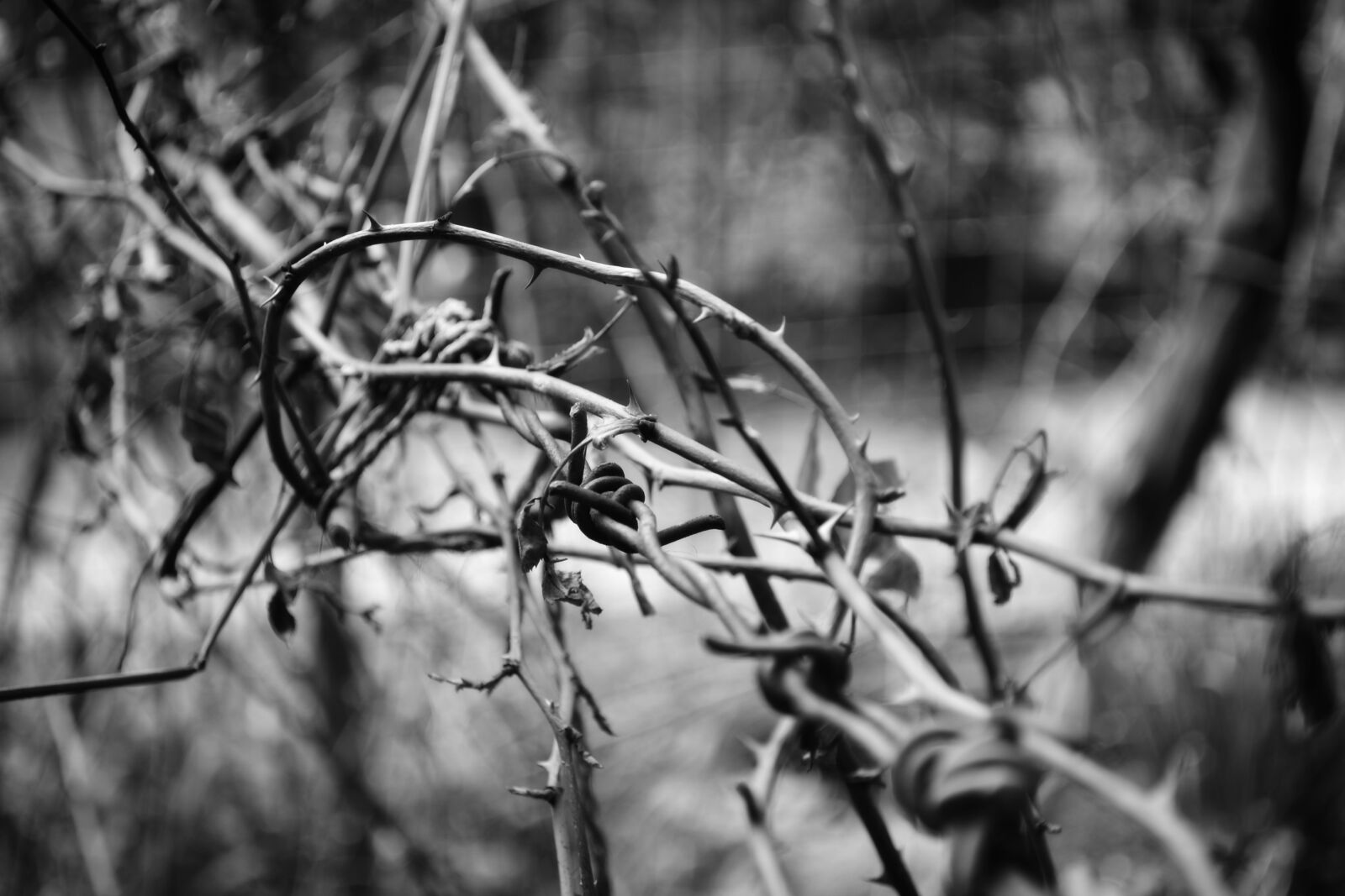 Nikon D3100 sample photo. Barbed, wire, black, and photography