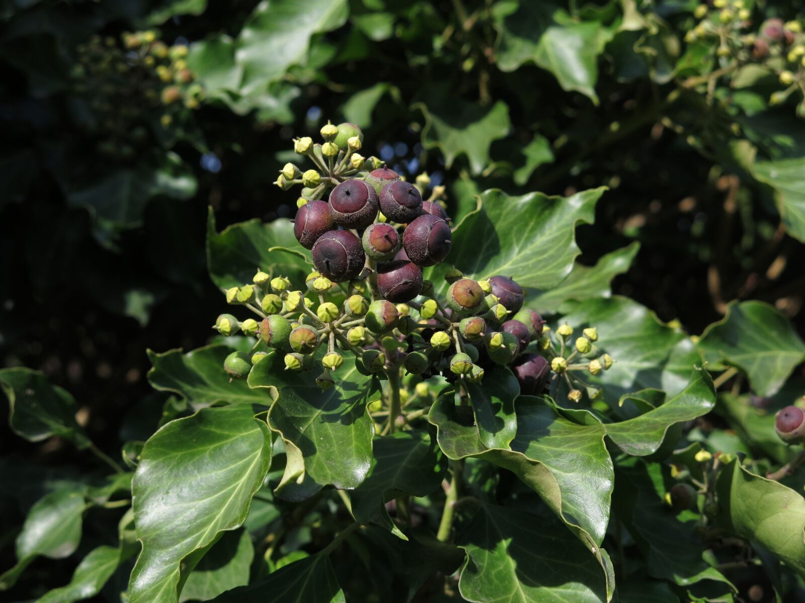 Canon PowerShot G15 sample photo. Ivy, climbing smoke, fruits photography