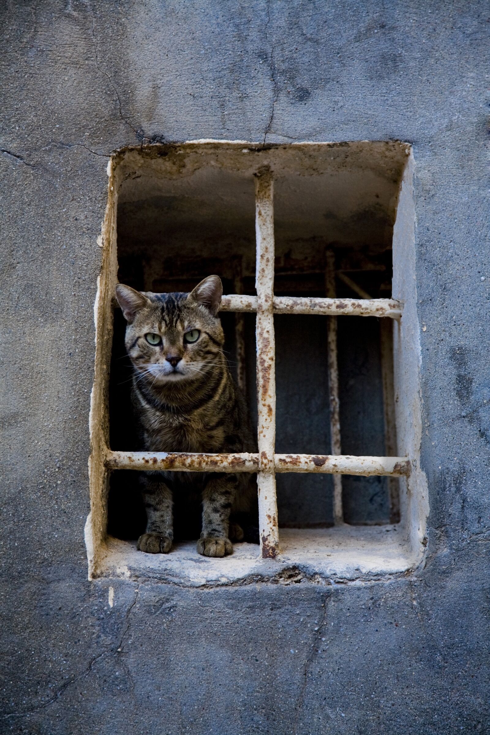 Canon EOS 5D sample photo. Cat, animal, window photography