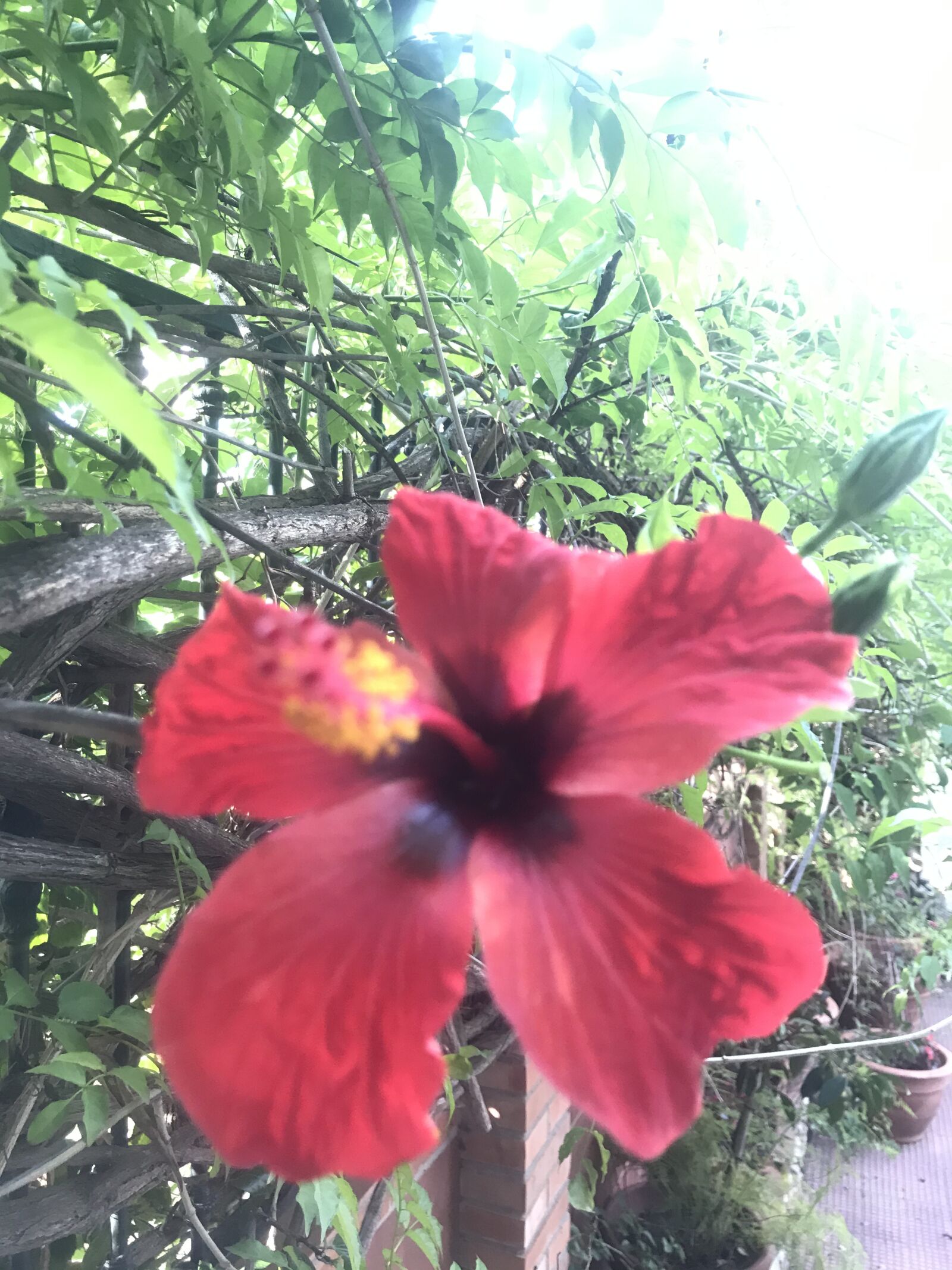 iPhone 7 back camera 3.99mm f/1.8 sample photo. Green, plant, leaves photography