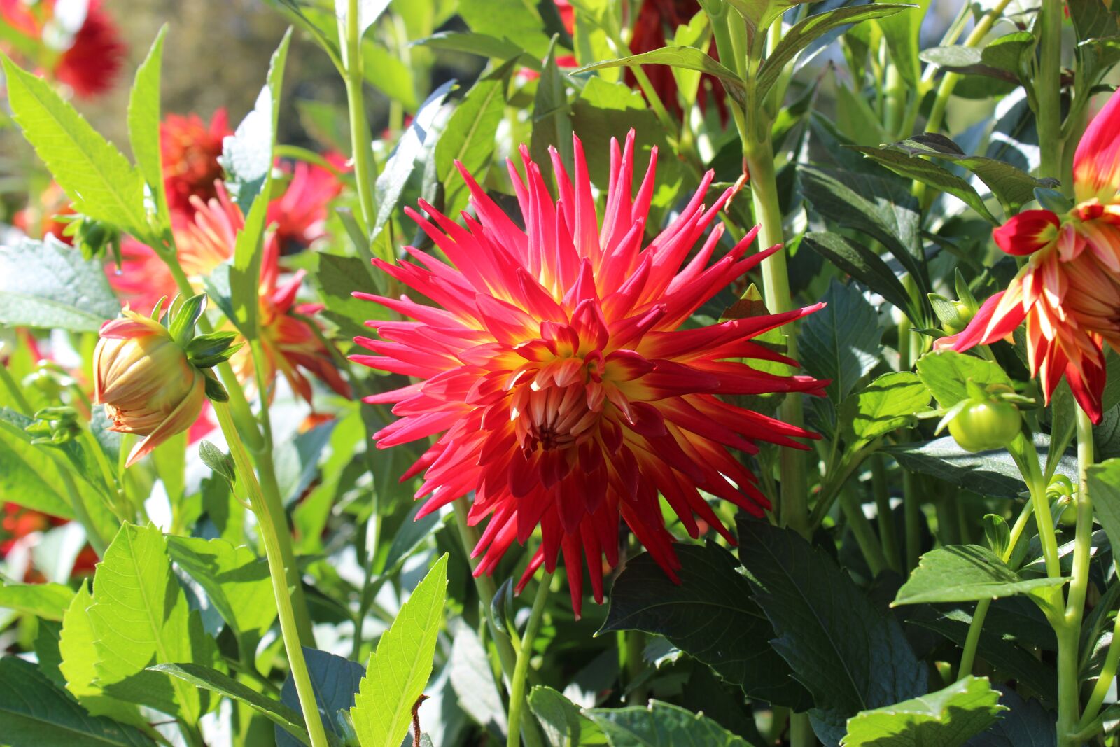Canon EOS 600D (Rebel EOS T3i / EOS Kiss X5) sample photo. Dahlias, dahlia, red photography