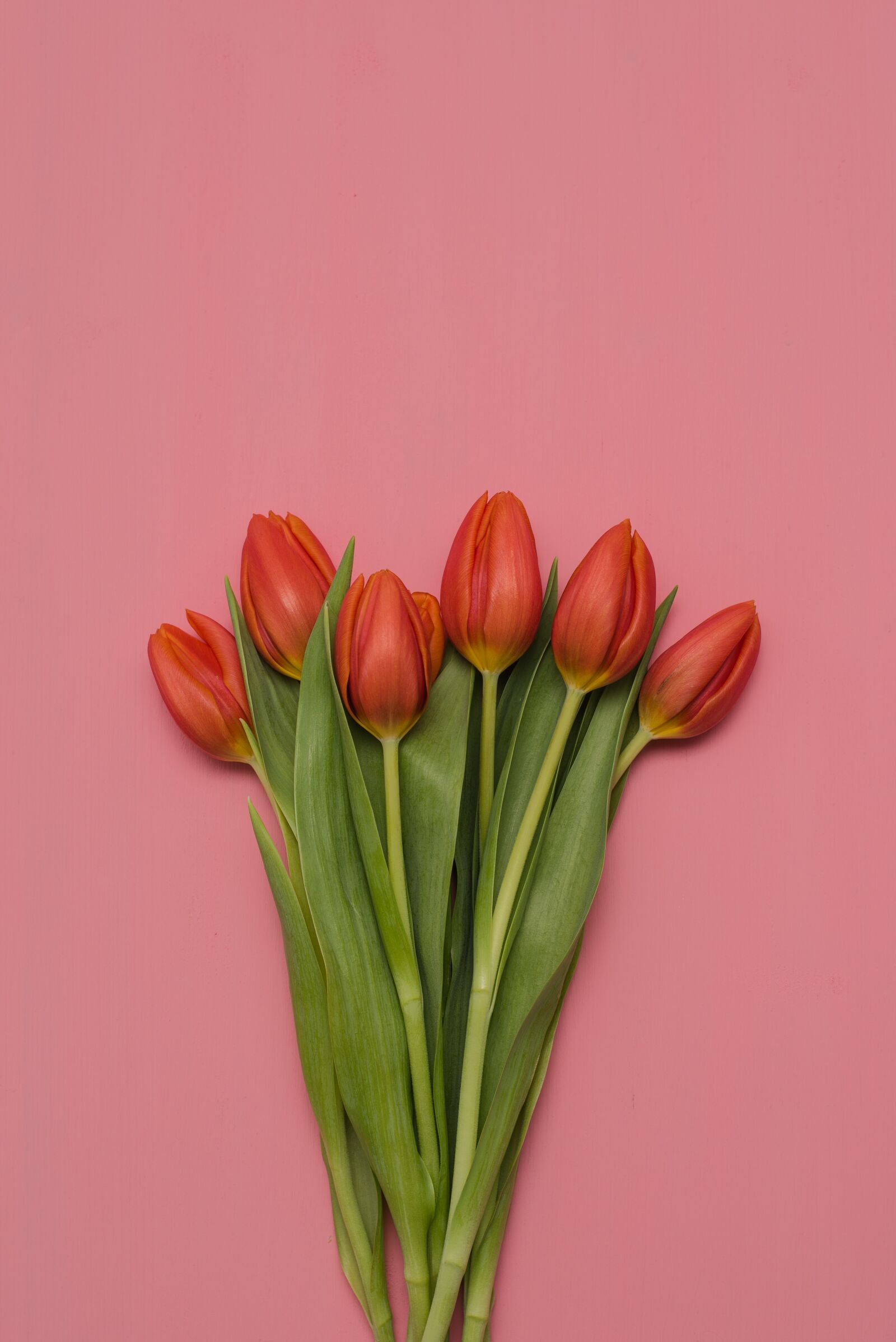 Nikon D750 sample photo. Tulip, bouquet, flower photography