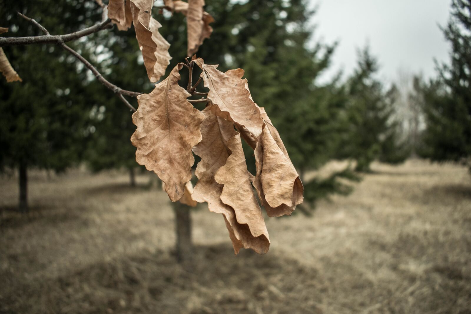 Nikon D3300 sample photo. Nature, tree, outdoors photography