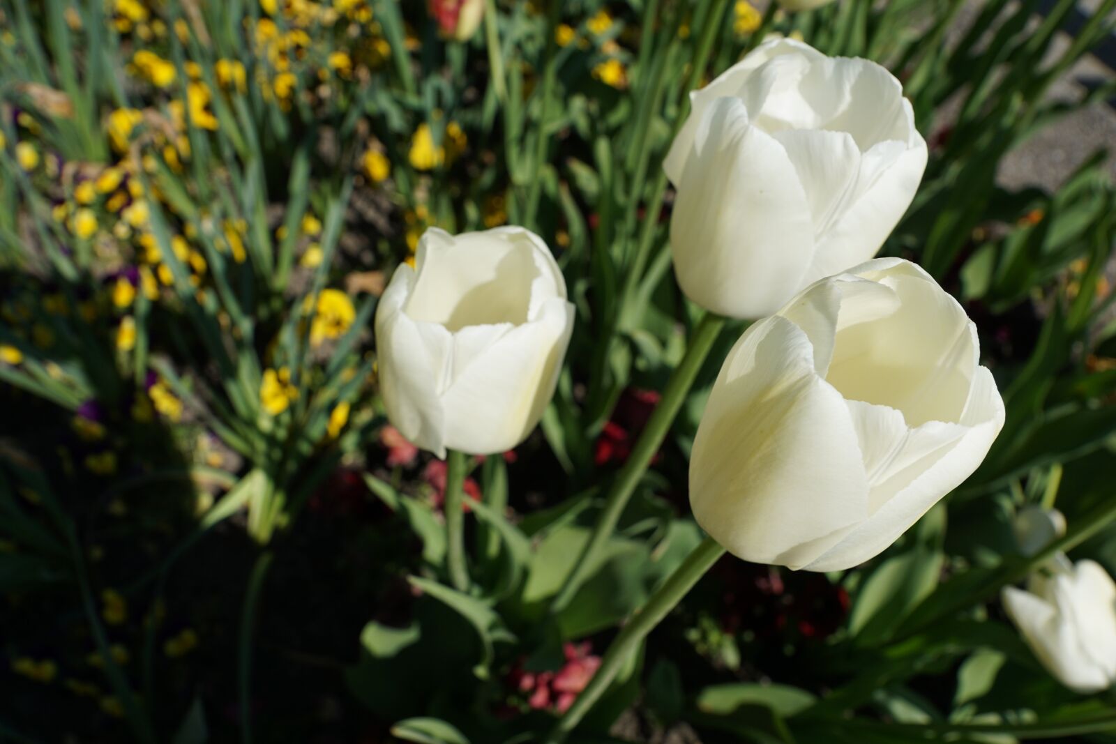 Sony DT 16-50mm F2.8 SSM sample photo. Tulips, flowers, white photography