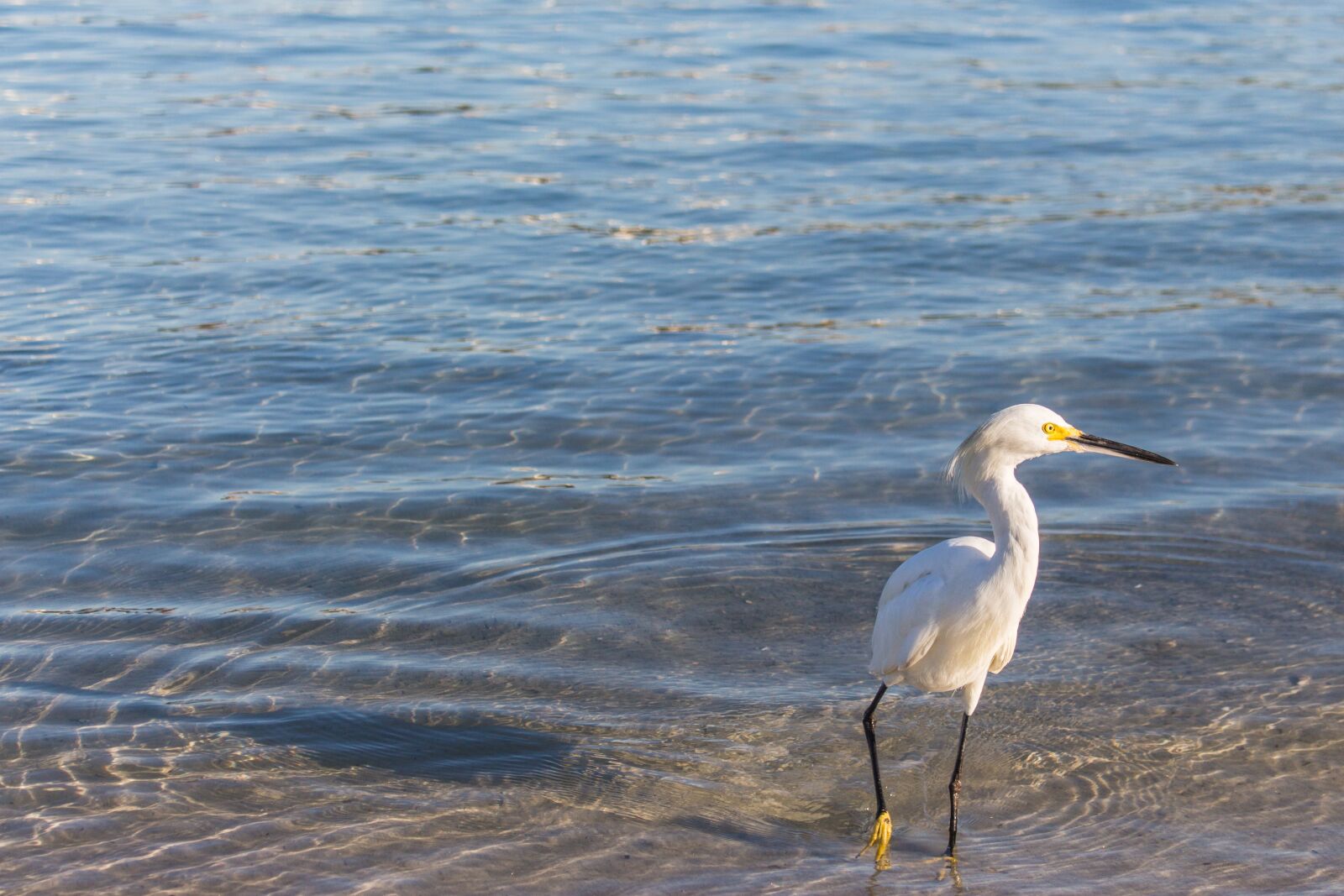 Canon EOS 700D (EOS Rebel T5i / EOS Kiss X7i) sample photo. Bird, nature, heron photography