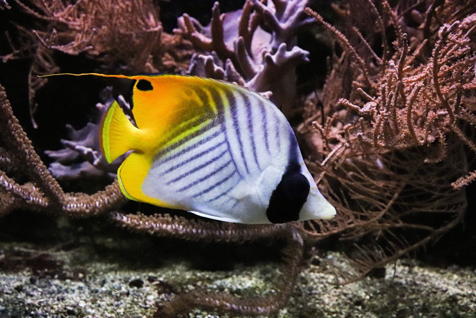 Canon EOS 77D (EOS 9000D / EOS 770D) sample photo. Anemone, fish, underwater photography