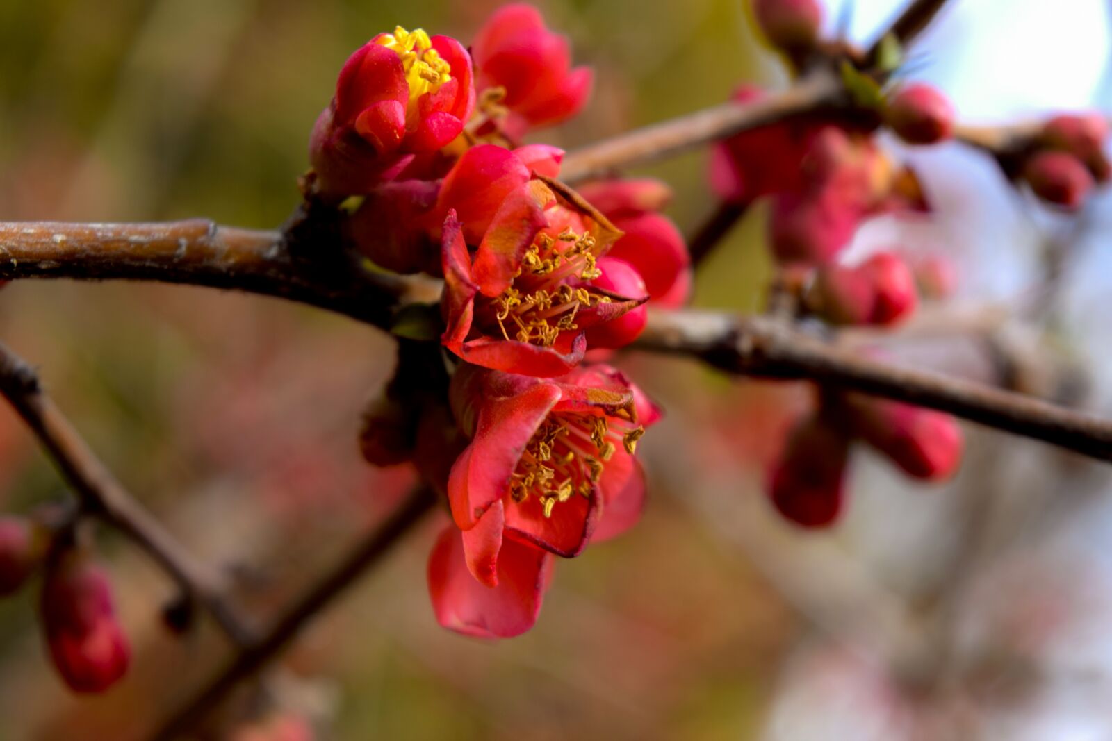 Nikon D5300 sample photo. Bud, tree, spring photography