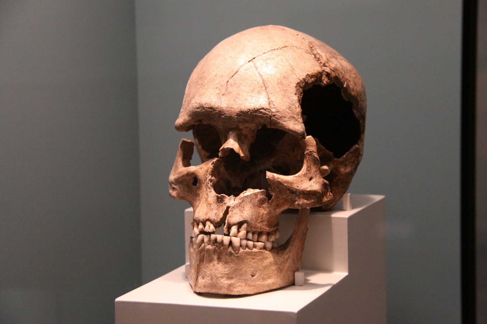 Canon EOS 50D sample photo. Skull, people, one photography