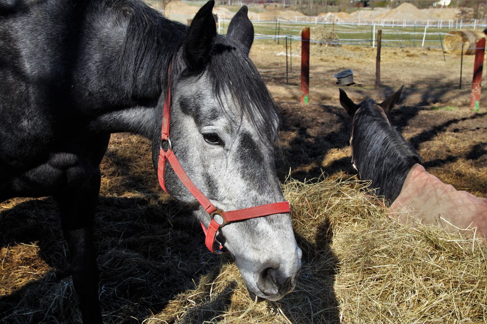 Sony SLT-A58 sample photo. Horse, equine, senior photography