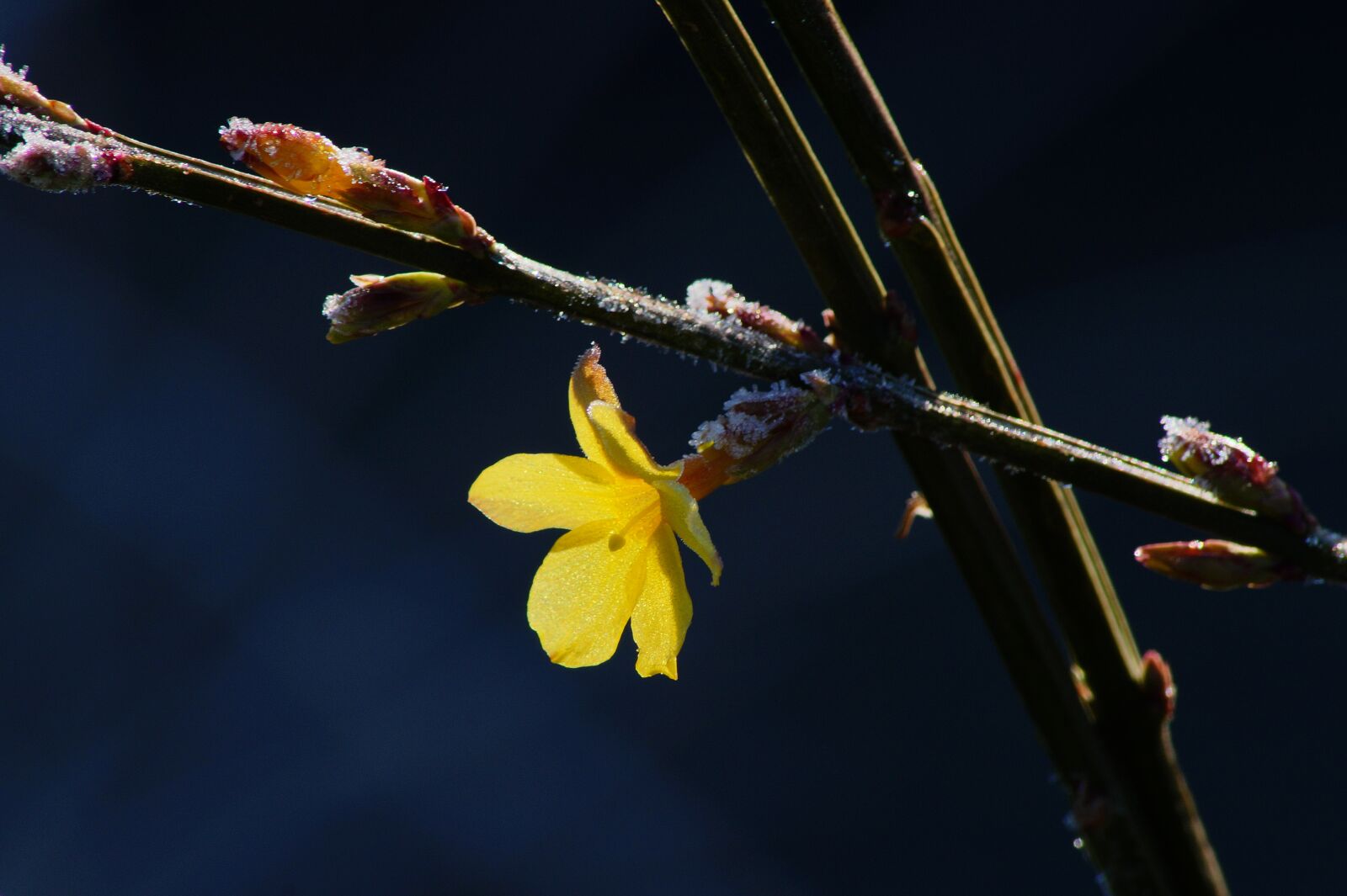Sony SLT-A58 sample photo. Winter jasmine, yellow flower photography