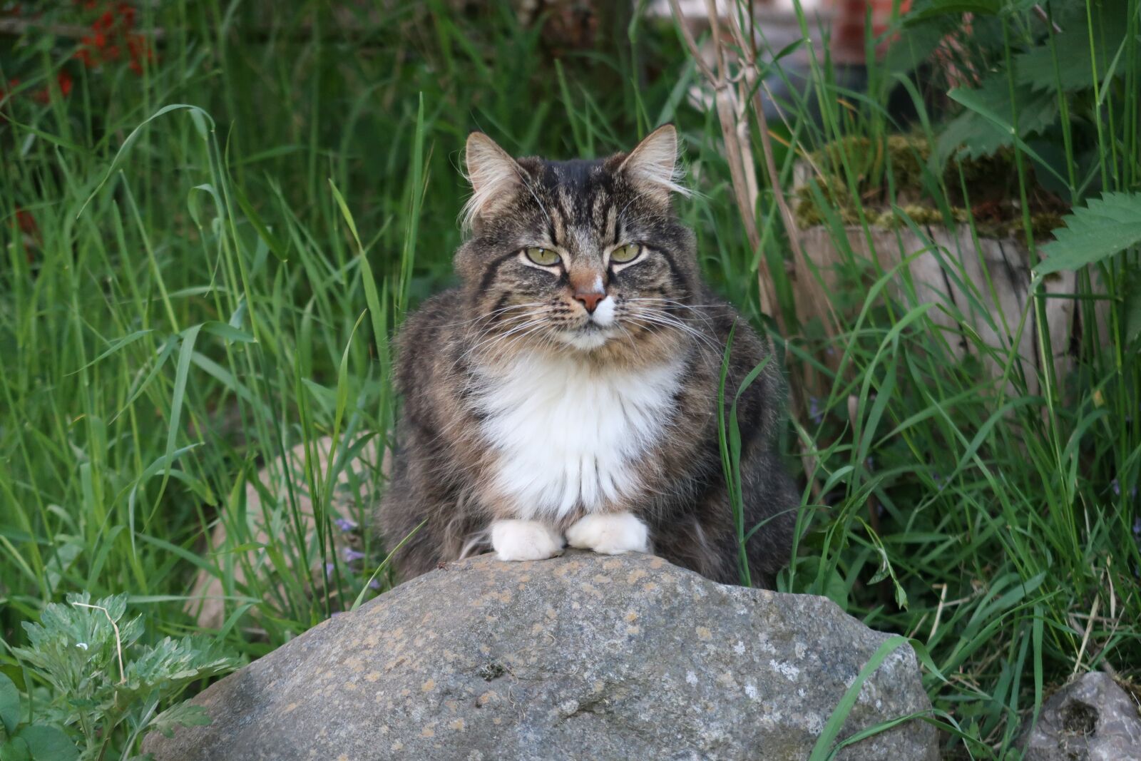 Canon PowerShot G7 X Mark II sample photo. Cat, garden, domestic cat photography