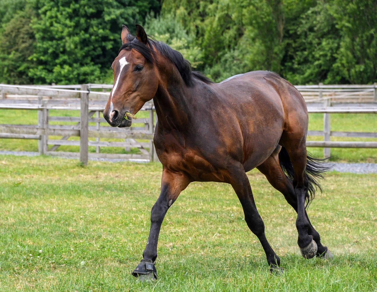 Nikon D500 sample photo. Grass, green grass, cavalry photography