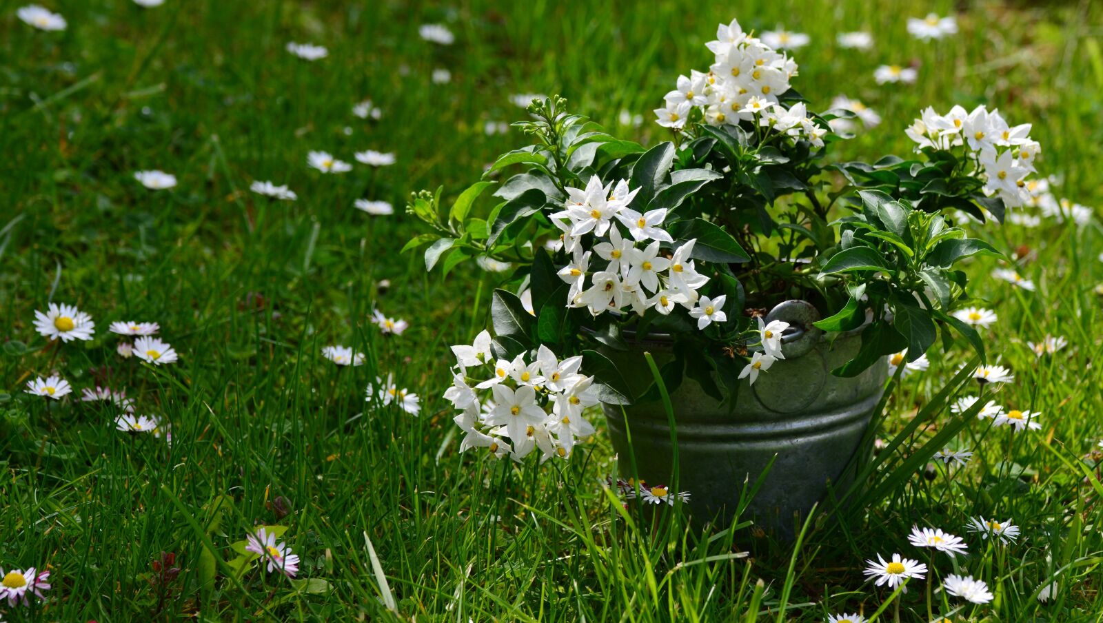 Nikon D5200 sample photo. Jasmin, solanum jasminoides, meadow photography