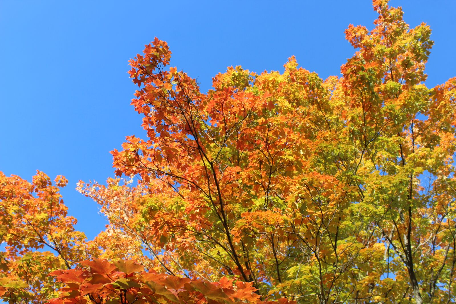 Canon EOS 1200D (EOS Rebel T5 / EOS Kiss X70 / EOS Hi) sample photo. Fall, colors, red photography