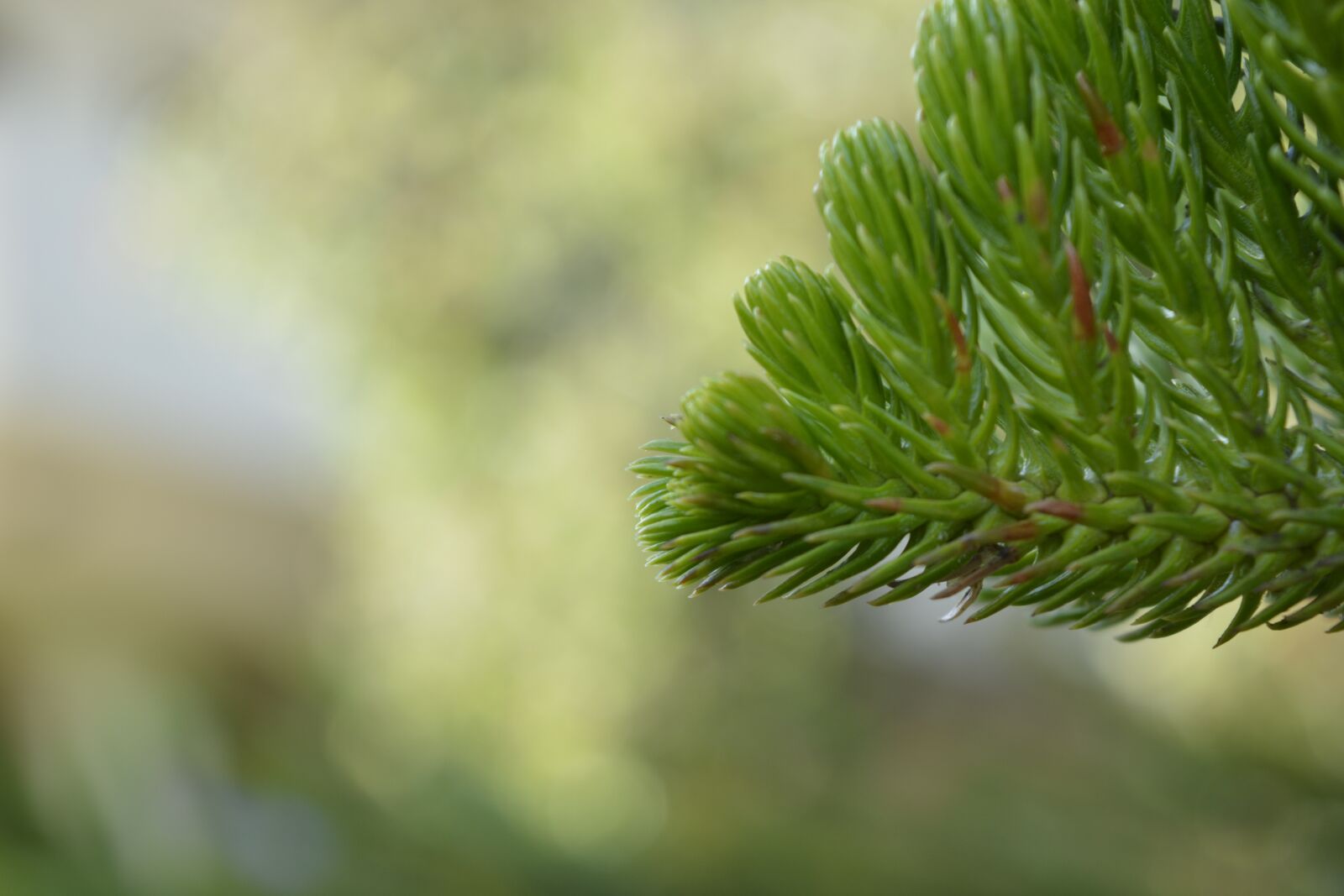 Nikon D5200 sample photo. Nature, outdoors, green photography