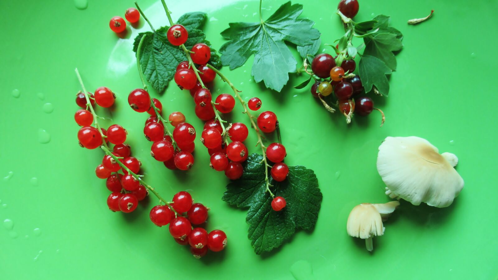 Canon PowerShot SX620 HS sample photo. Red currant, wild berry photography