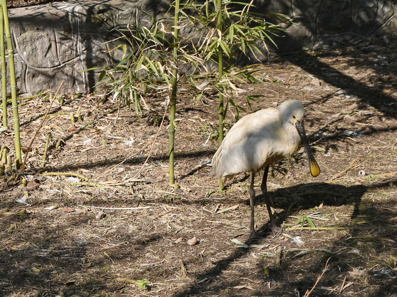 Nikon D5500 sample photo. Wildlife, nature, wading bird photography