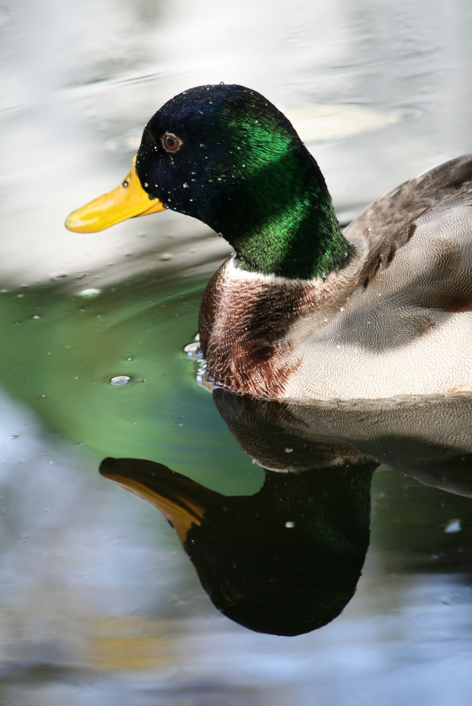 Canon EOS 400D (EOS Digital Rebel XTi / EOS Kiss Digital X) sample photo. Duck, beak, winged photography