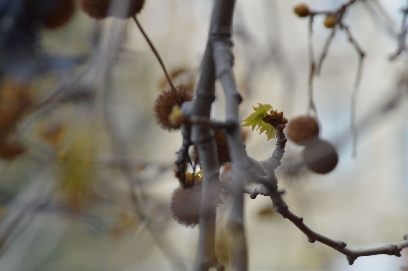 Nikon D3200 sample photo. Tree, georgi, grass photography