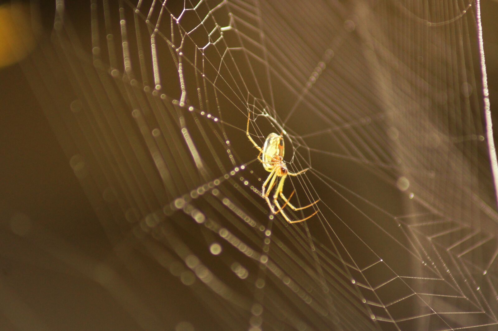 Sony SLT-A55 (SLT-A55V) sample photo. Insects, animals, birds photography