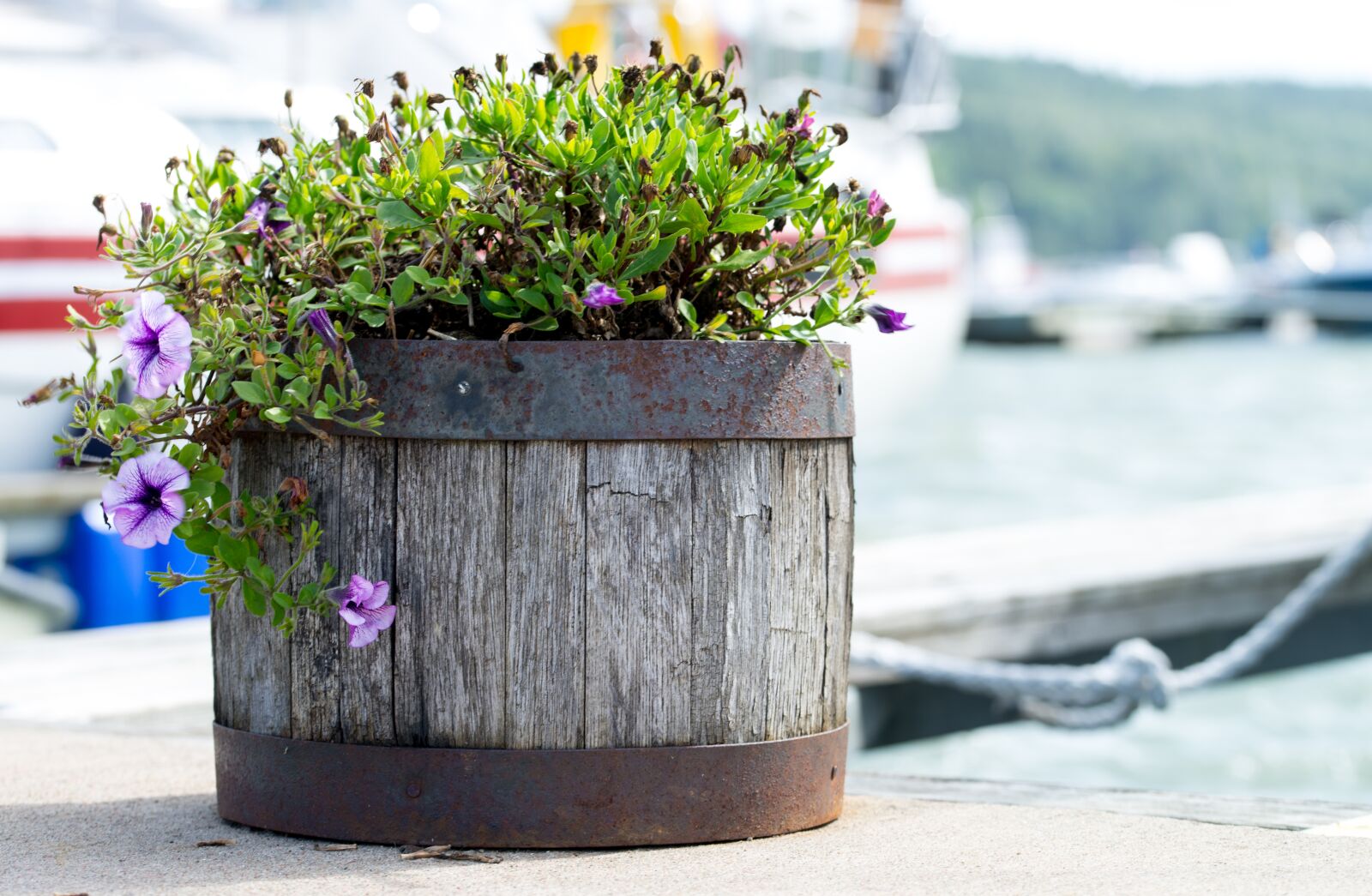 Nikon D600 sample photo. Flowerpot, flowers, wood photography