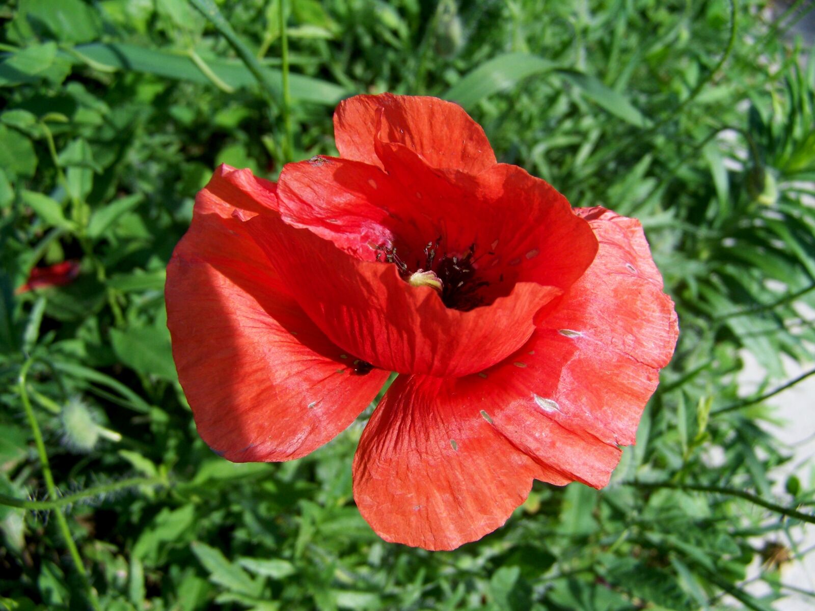 Kodak EASYSHARE ZD710 ZOOM DIGITAL CAMERA sample photo. Poppy, meadow flower, red photography