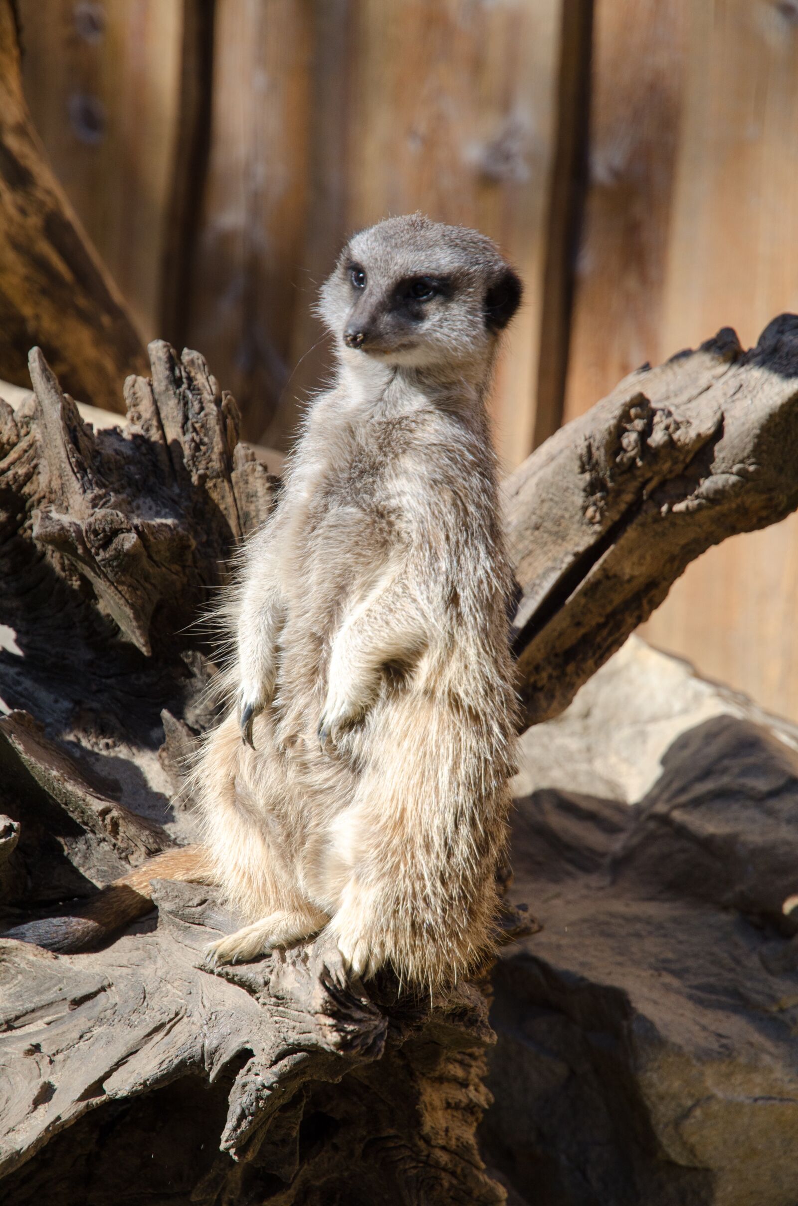 Nikon D7000 sample photo. Meerkat, zoo, animal photography