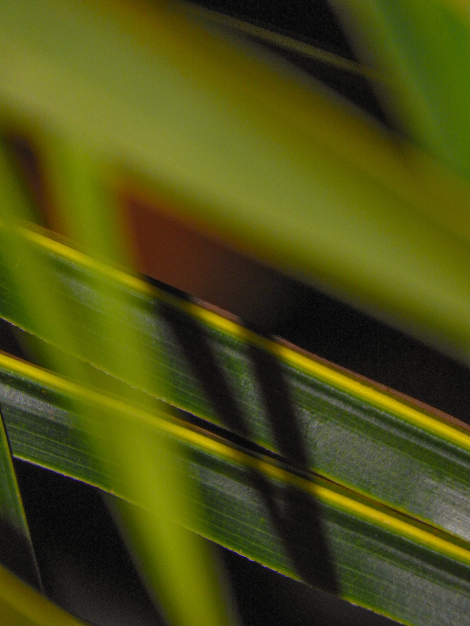 Nikon Coolpix P610 sample photo. Green, leaf, nature photography